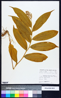 Maianthemum racemosum subsp. racemosum image