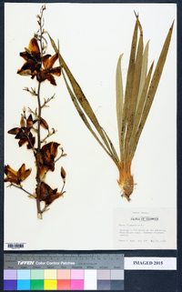 Yucca filamentosa image