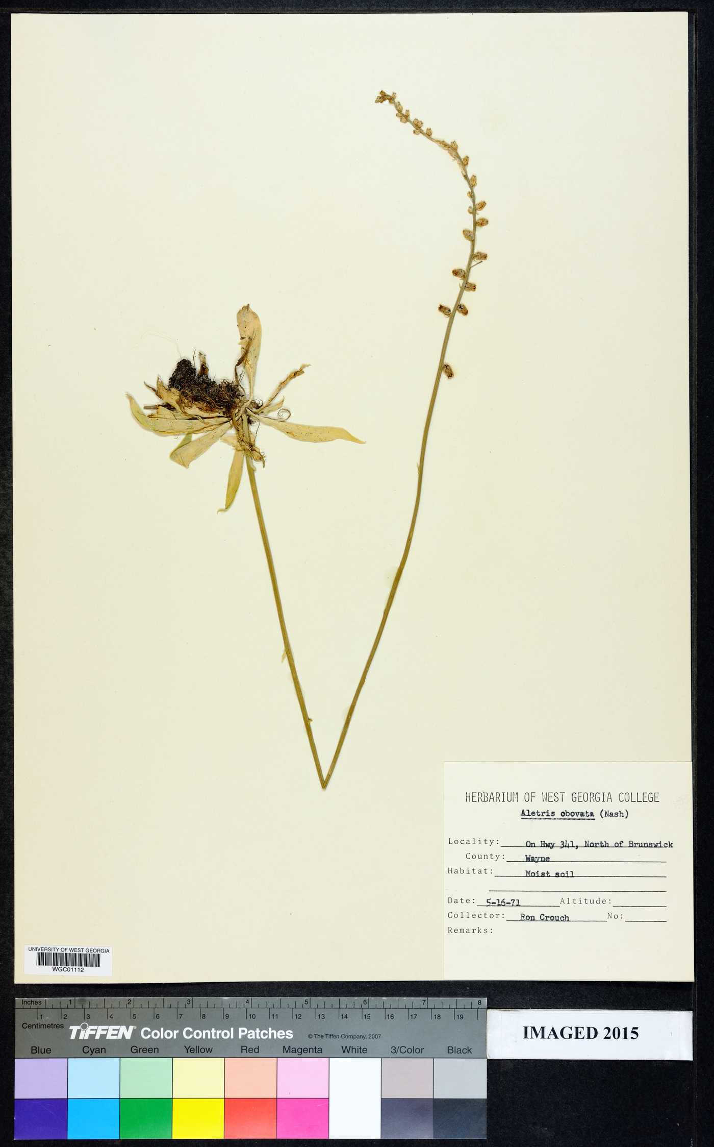 Aletris obovata image