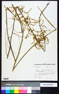 Stenanthium gramineum image