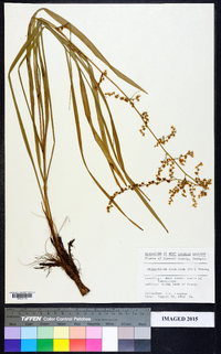 Stenanthium gramineum image