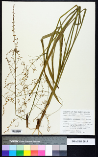 Stenanthium gramineum image