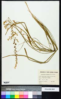 Stenanthium gramineum image