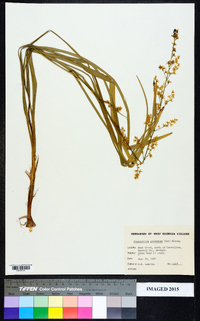 Stenanthium gramineum image