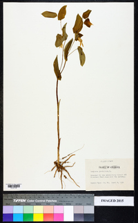 Uvularia perfoliata image