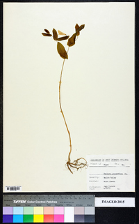 Uvularia grandiflora image