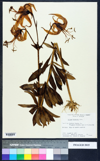 Lilium michauxii image