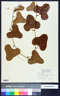 Smilax bona-nox image