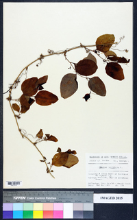 Smilax laurifolia image