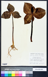 Trillium cuneatum image