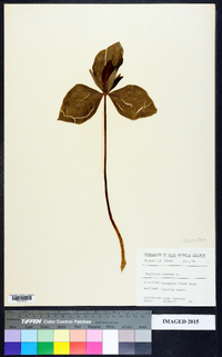 Trillium erectum image