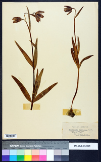 Fritillaria affinis image