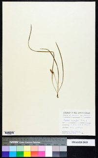 Hypoxis wrightii image