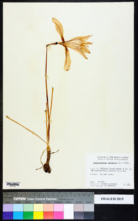 Zephyranthes atamasca image