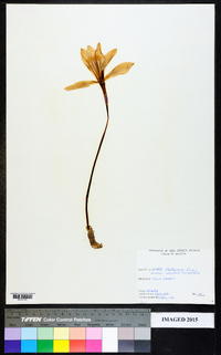 Zephyranthes atamasca image