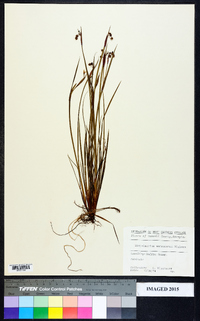 Sisyrinchium mucronatum image