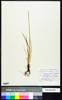 Sisyrinchium mucronatum image