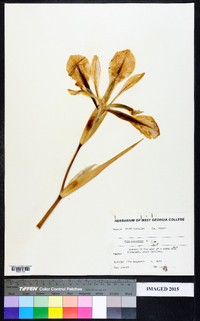 Iris virginica image