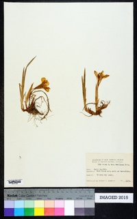 Iris verna image