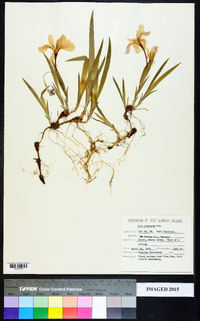 Iris cristata image