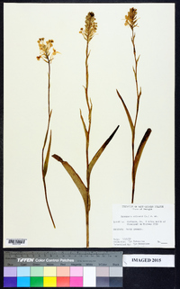 Platanthera ciliaris image