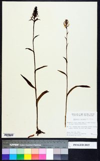 Platanthera ciliaris image