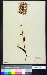 Platanthera ciliaris image