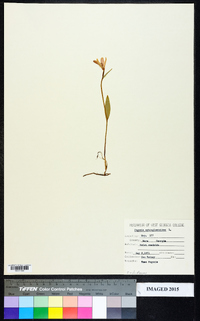 Pogonia ophioglossoides image