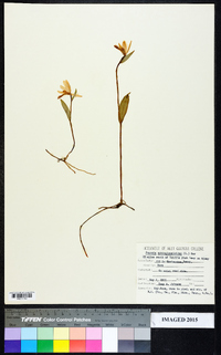 Pogonia ophioglossoides image