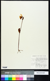 Pogonia ophioglossoides image