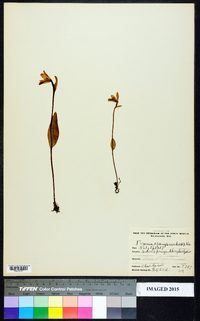 Pogonia ophioglossoides image