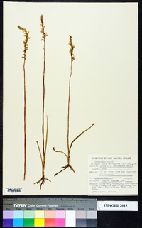 Spiranthes tuberosa image