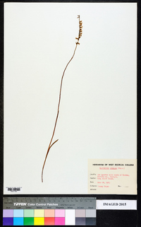 Spiranthes praecox image