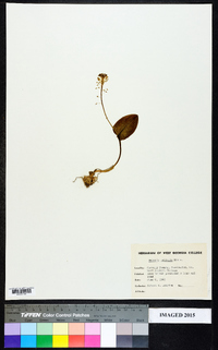 Malaxis unifolia image