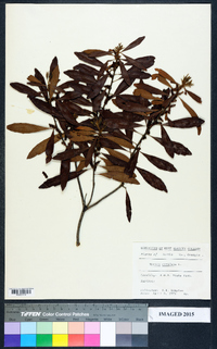 Morella cerifera image
