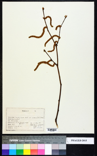 Corylus cornuta image