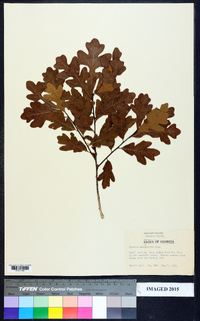 Quercus margaretta image