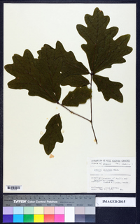 Quercus austrina image