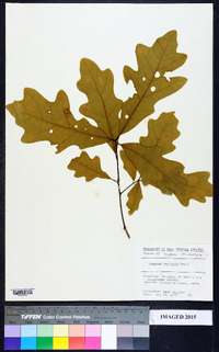 Quercus austrina image