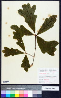 Quercus austrina image