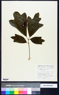 Quercus lyrata image