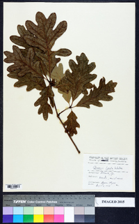 Quercus lyrata image