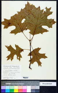 Quercus palustris image