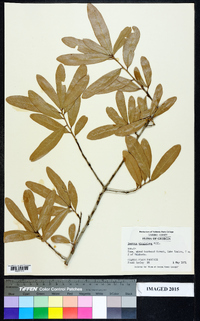 Quercus virginiana image