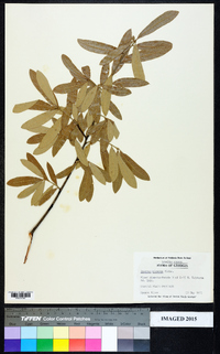 Quercus incana image