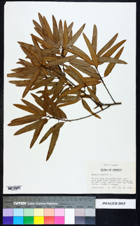 Quercus phellos image