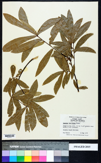 Quercus laurifolia image
