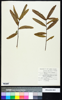 Quercus laurifolia image