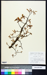 Ulmus alata image