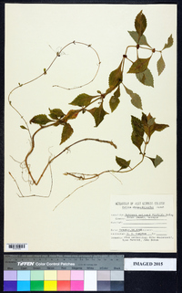 Urtica chamaedryoides image